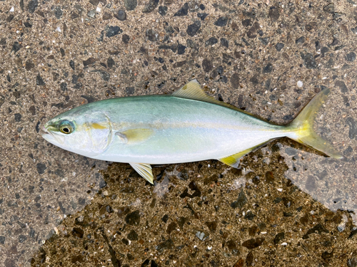 ツバスの釣果