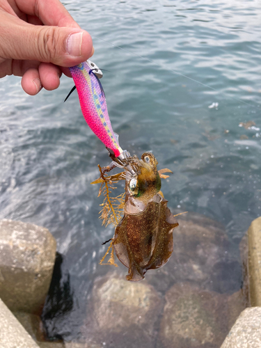 アオリイカの釣果