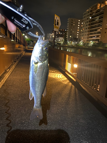 セイゴ（マルスズキ）の釣果