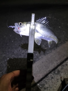 セイゴ（マルスズキ）の釣果