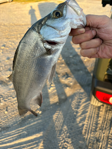 ヒラスズキの釣果