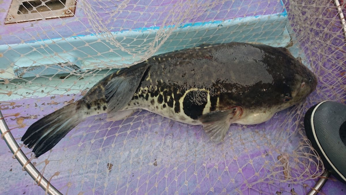 釣りバカじいさんさんの釣果 2枚目の画像