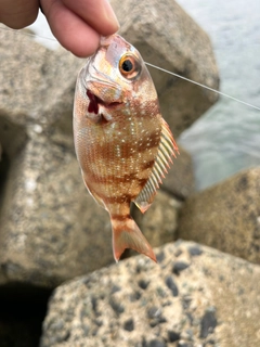 チャリコの釣果