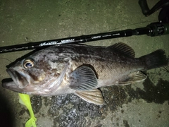 クロソイの釣果