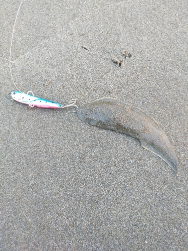 シタビラメの釣果