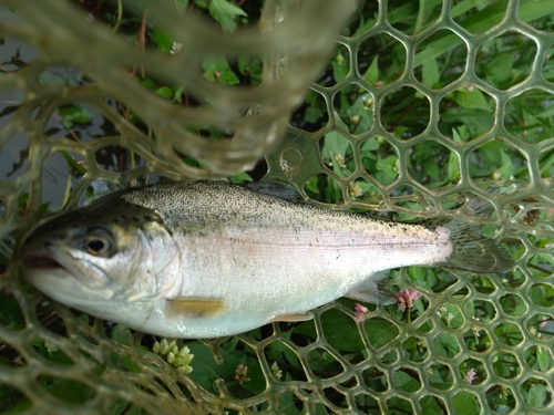 ニジマスの釣果