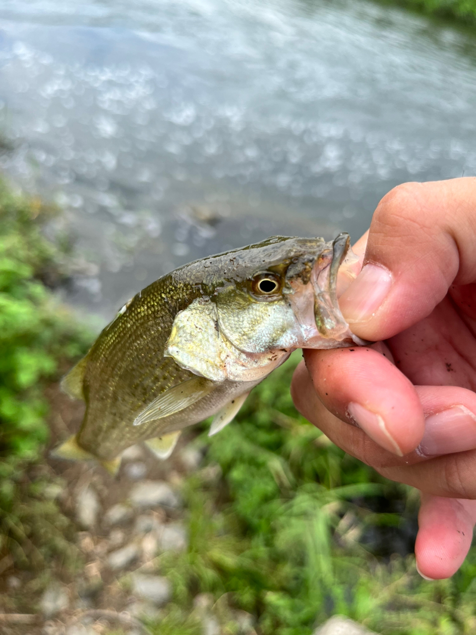 スモールマウスバス