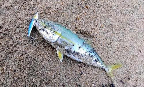 ツバスの釣果