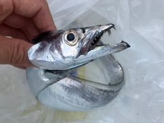 タチウオの釣果