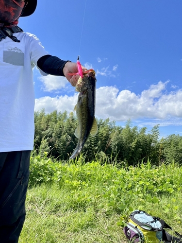 ブラックバスの釣果