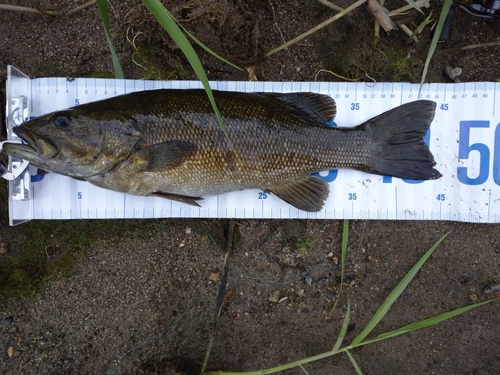 スモールマウスバスの釣果