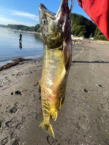 サケの釣果