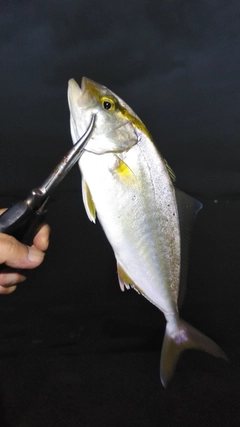 ショゴの釣果