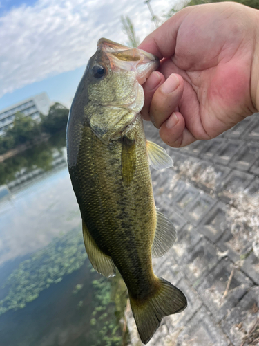 ラージマウスバスの釣果