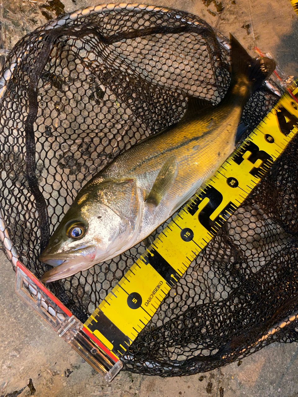 フッコ（マルスズキ）