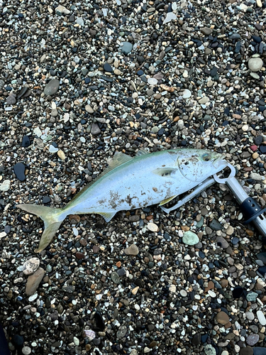 イナダの釣果