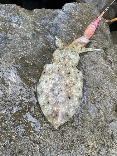 コブシメの釣果