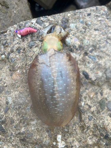 アオリイカの釣果