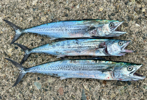 サゴシの釣果