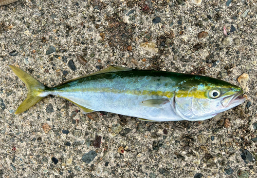 ツバイソの釣果