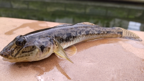 マハゼの釣果