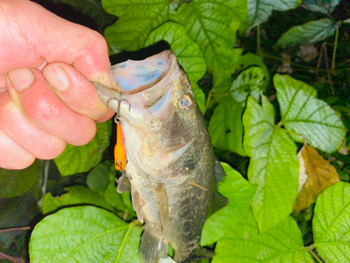 ブラックバスの釣果