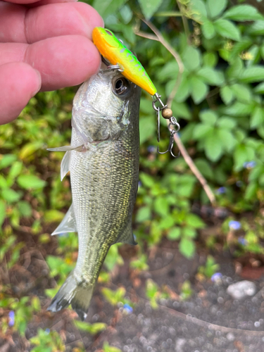 ラージマウスバスの釣果