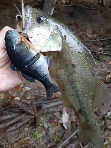 ラージマウスバスの釣果