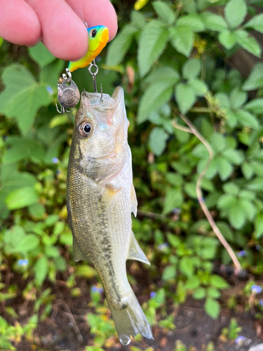 ラージマウスバスの釣果