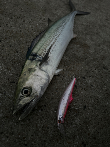 サゴシの釣果