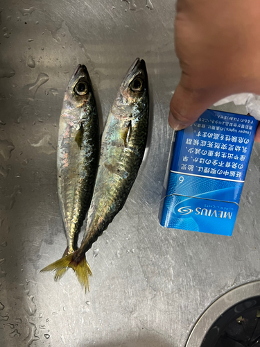 サバの釣果