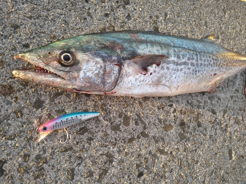 サゴシの釣果