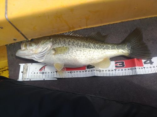 ブラックバスの釣果