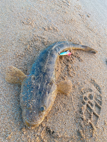 マゴチの釣果