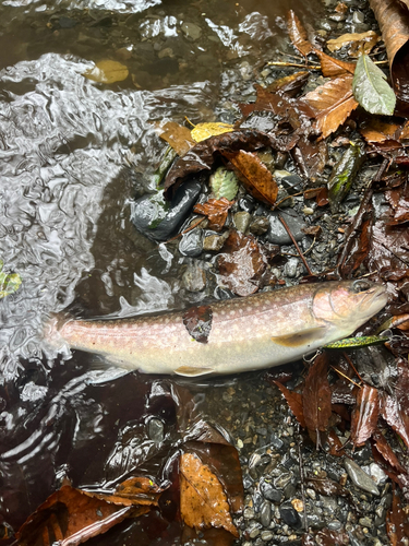 アメマスの釣果