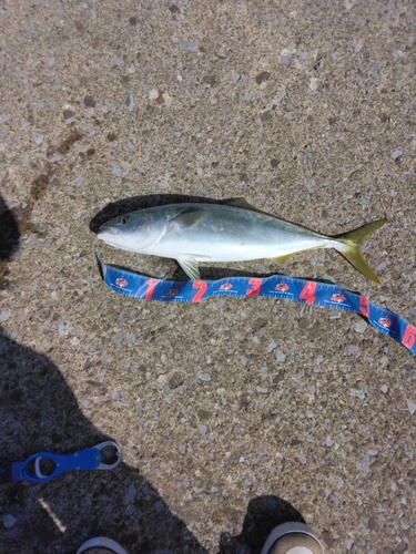 イナダの釣果