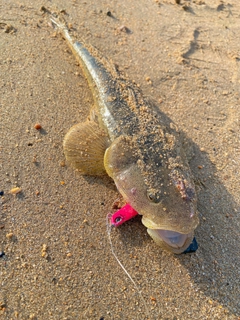 マゴチの釣果