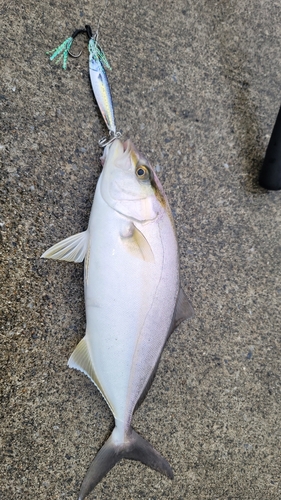 ショゴの釣果