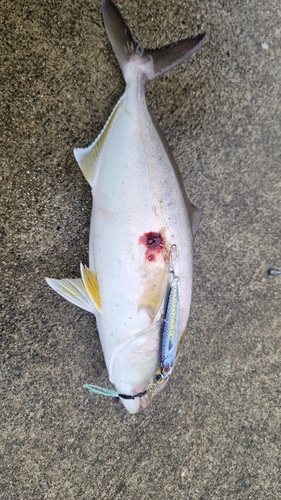 ショゴの釣果