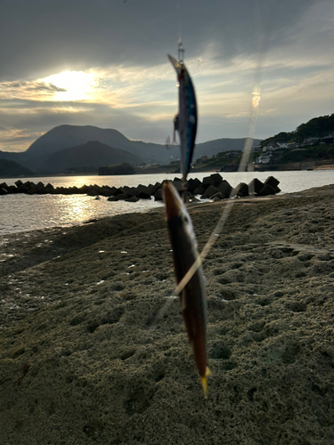 カマスの釣果