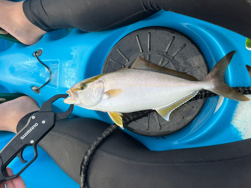 カンパチの釣果