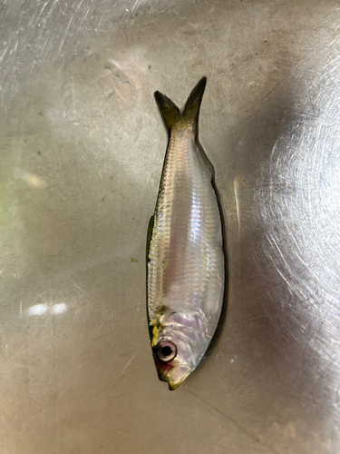 サッパの釣果