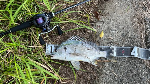 キビレの釣果