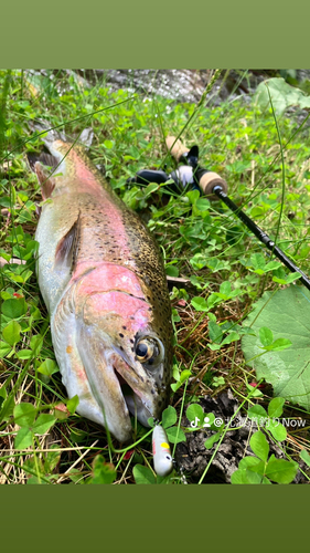 ニジマスの釣果