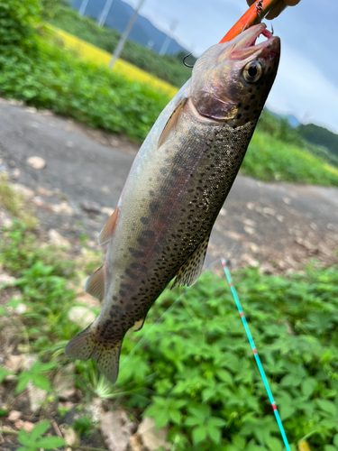 ニジマスの釣果