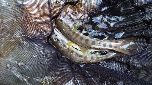 アマゴの釣果