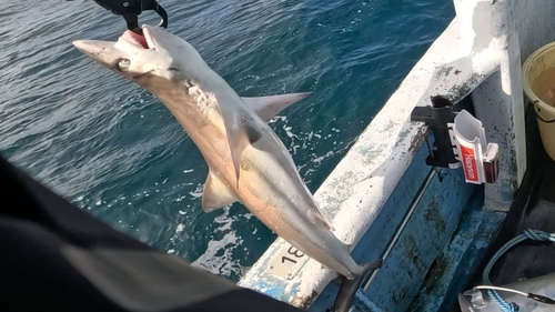 サメの釣果