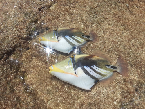 カワハギの釣果