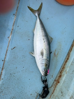 イナダの釣果