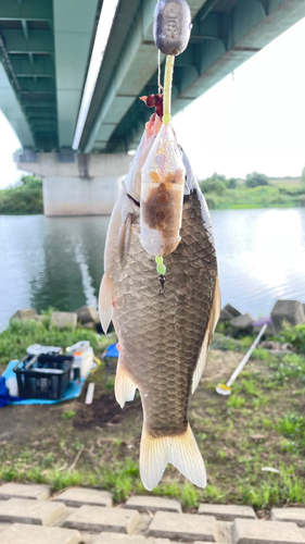 ギンブナの釣果